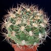 Gymnocalycium_saglione